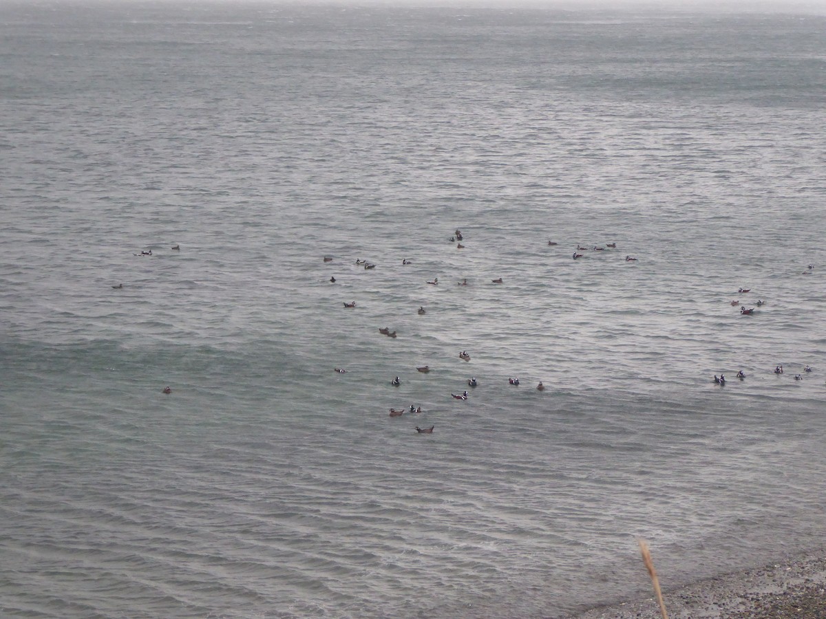 Ahate arlekina - ML646224983