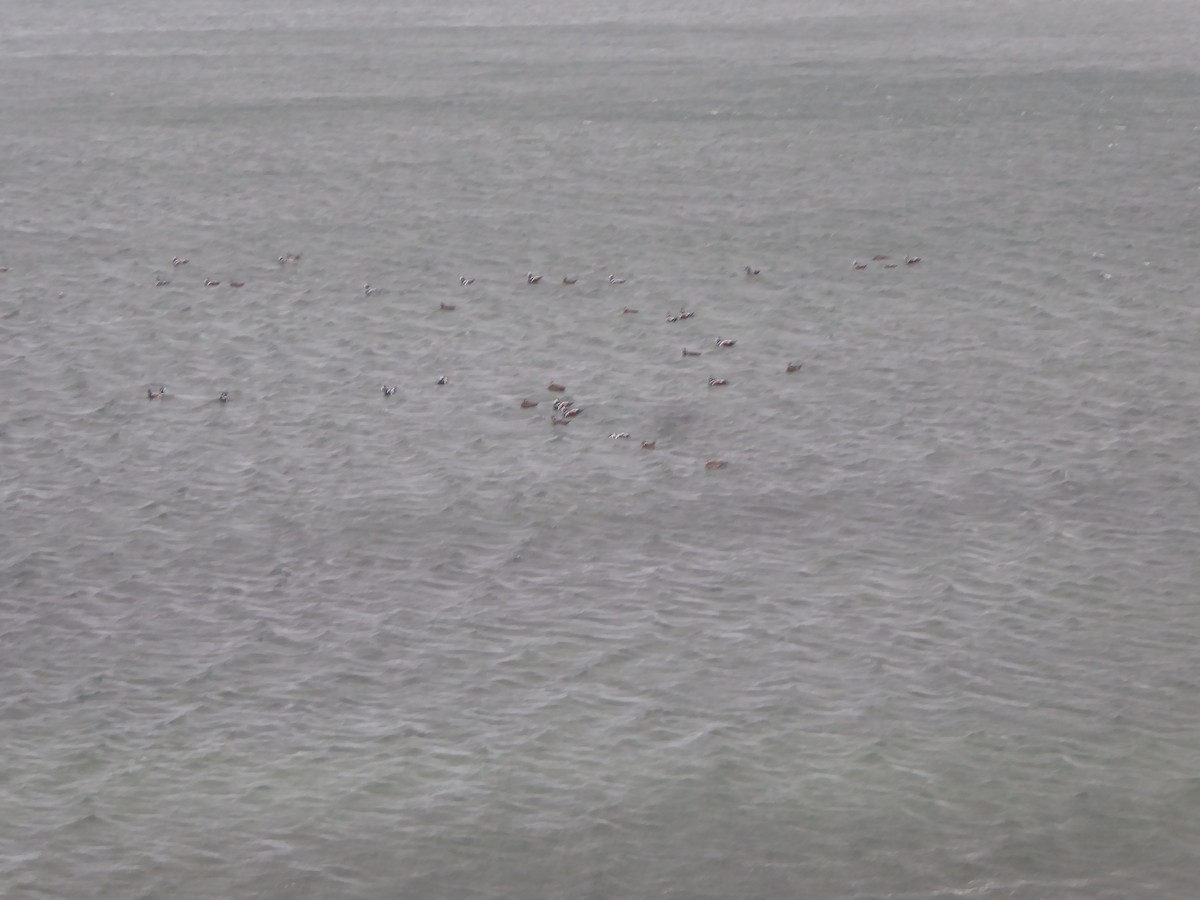 Ahate arlekina - ML646224984