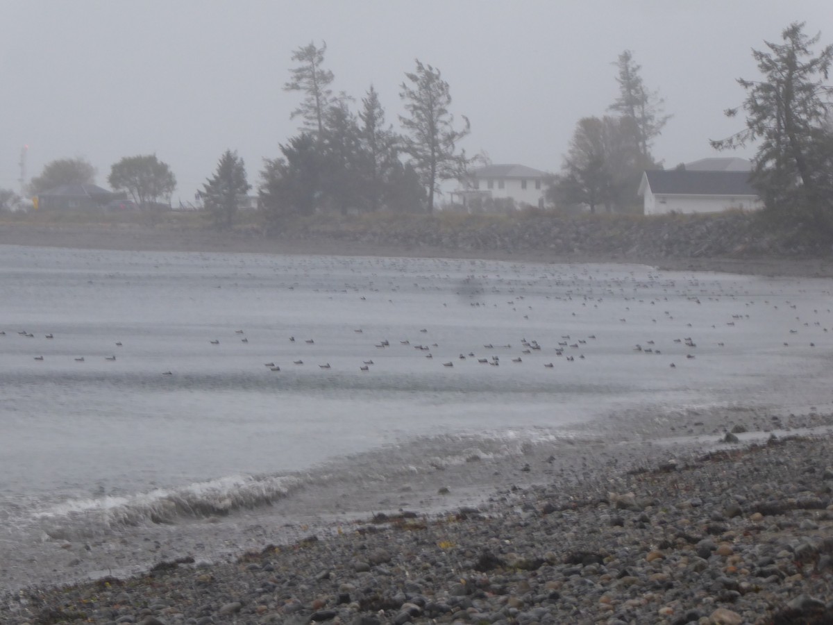 Ahate arlekina - ML646224985