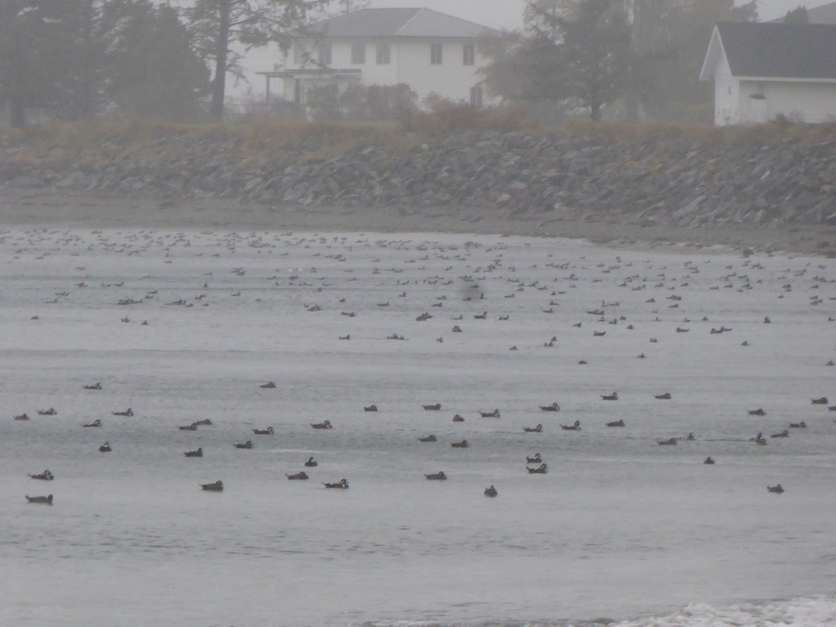 Ahate arlekina - ML646224986