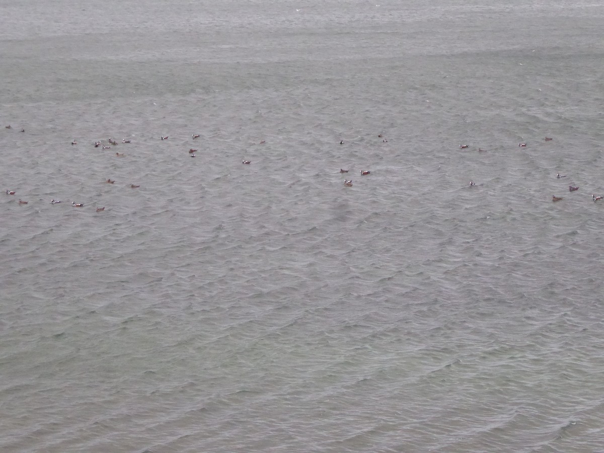 Ahate arlekina - ML646224987