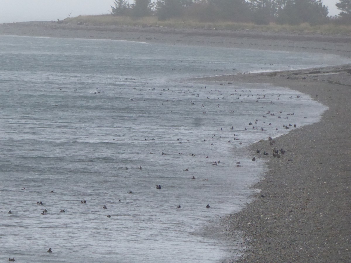 Ahate arlekina - ML646224988