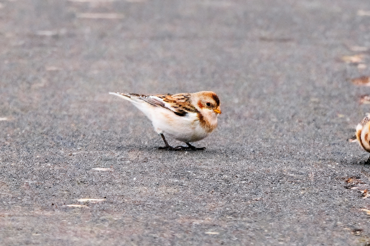 Цасч хөмрөг - ML646224989