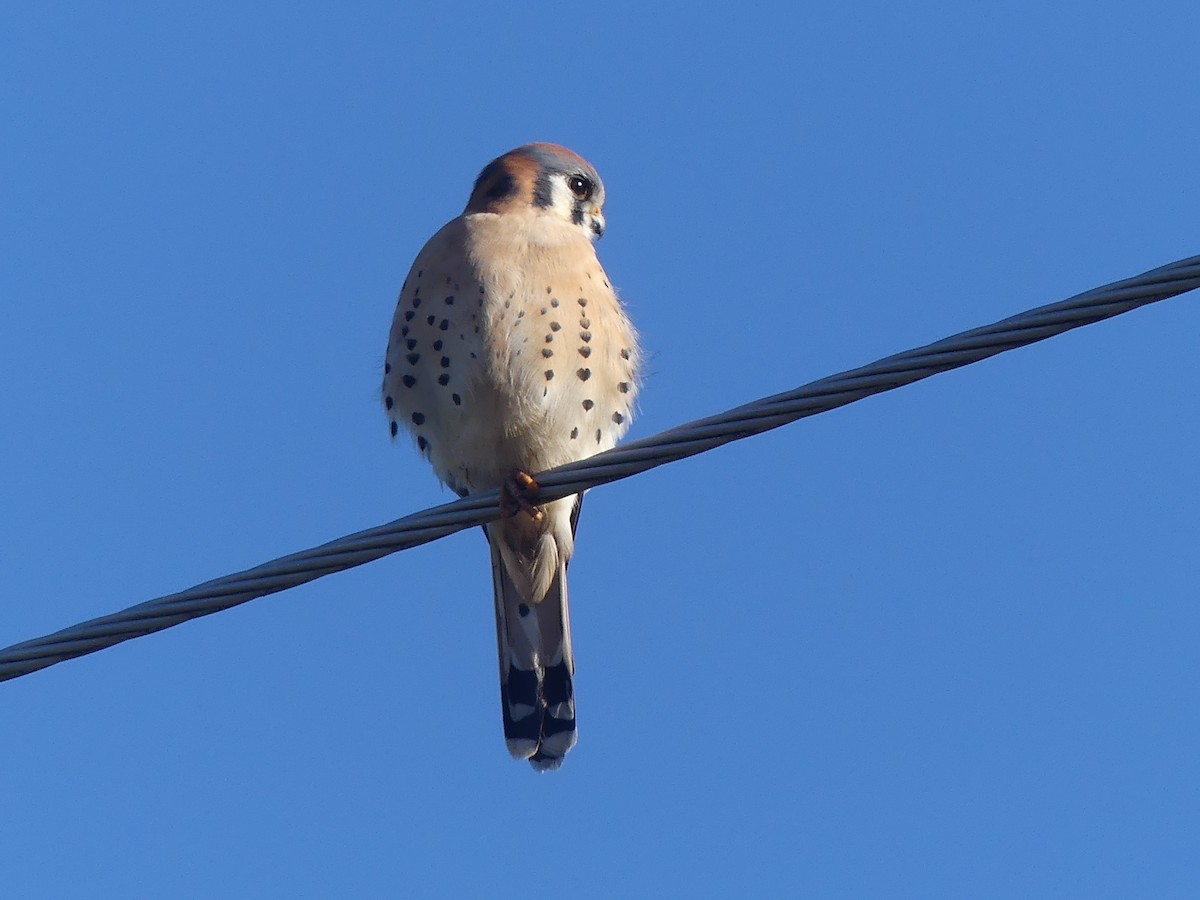 American Kestrel - ML646224990