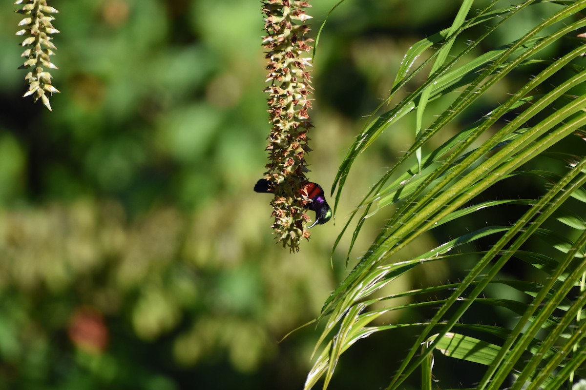 Van Hasselt's Sunbird - ML646224991