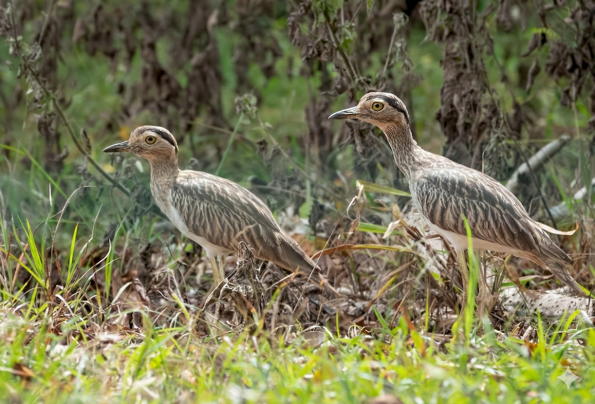 Double-striped Thick-knee - ML646224992