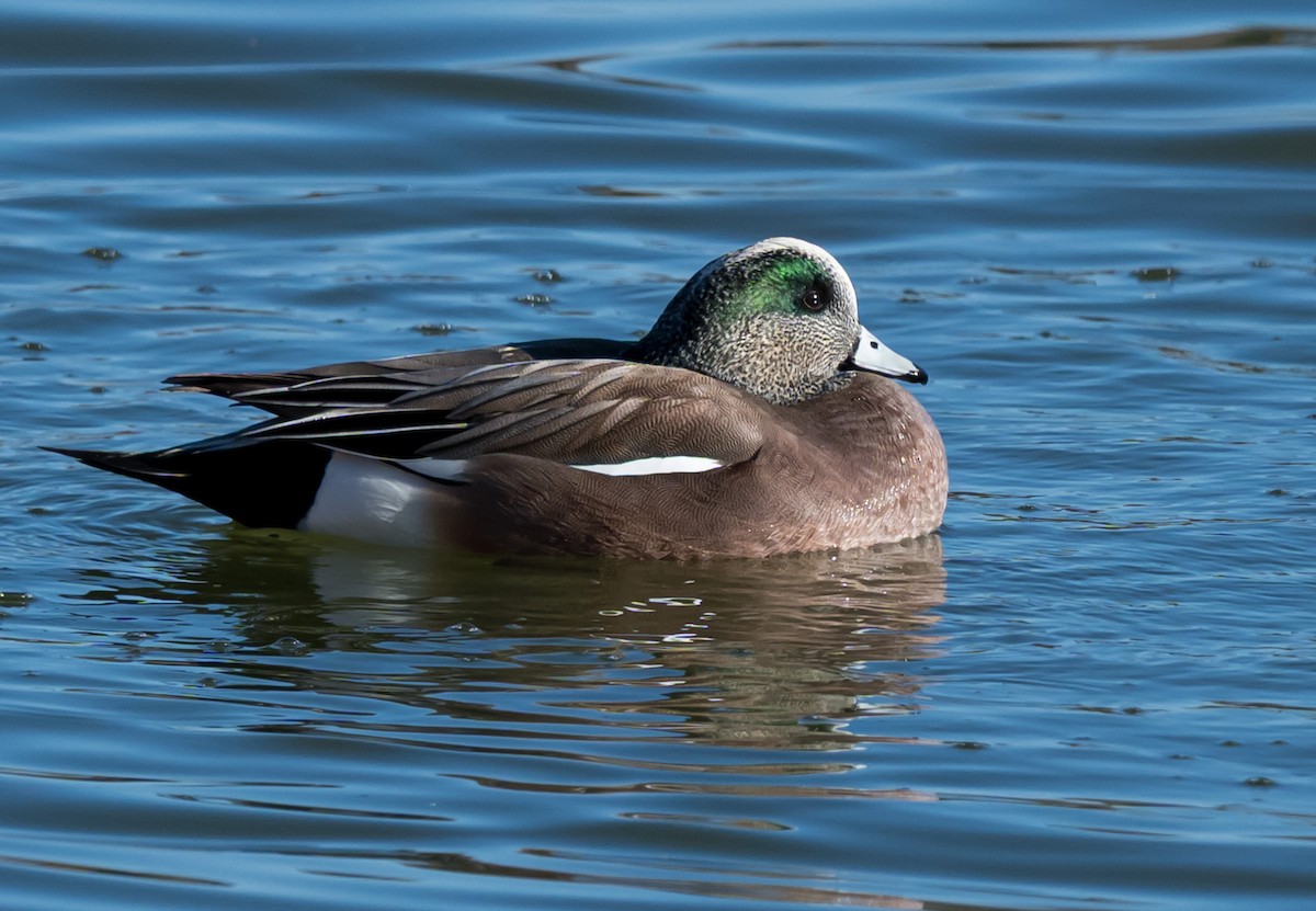 葡萄胸鴨 - ML646224994