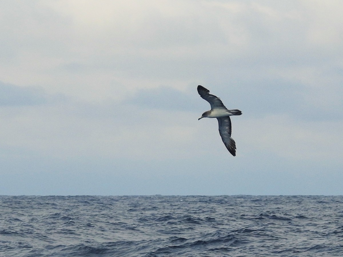 Scopoli's Shearwater - ML646224995