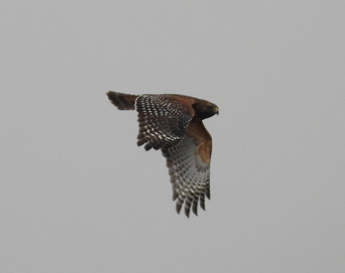 Red-shouldered Hawk - ML646224997