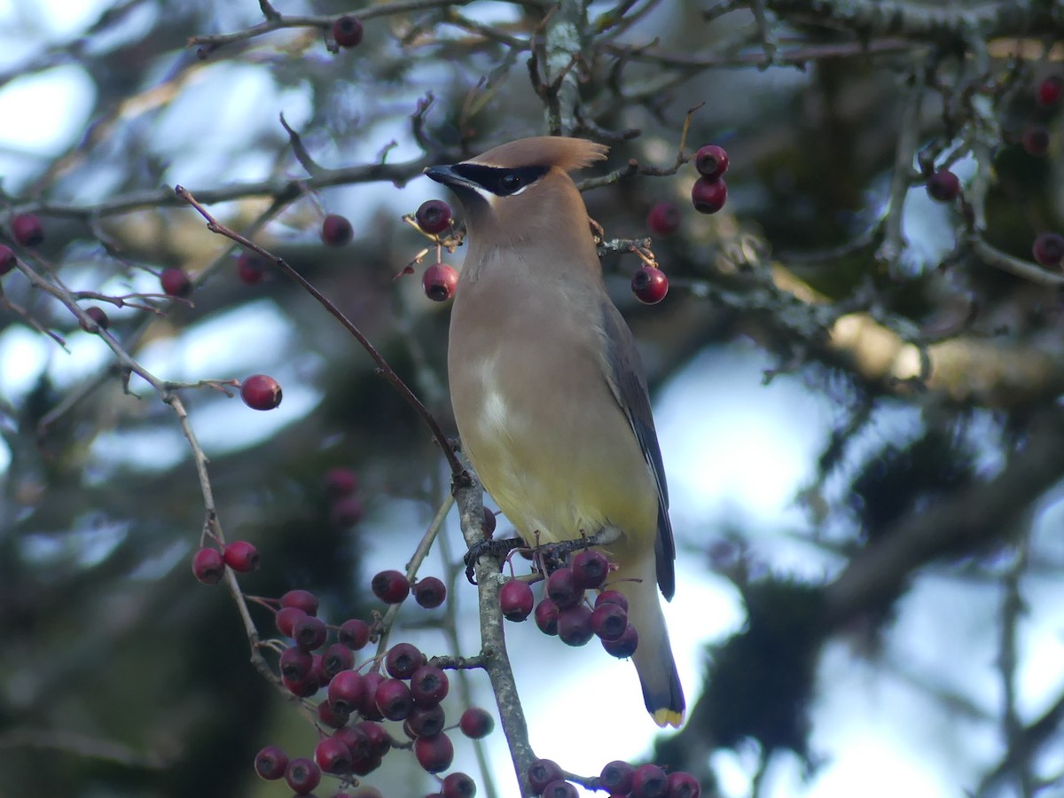 ציצנית אמריקנית - ML646225000