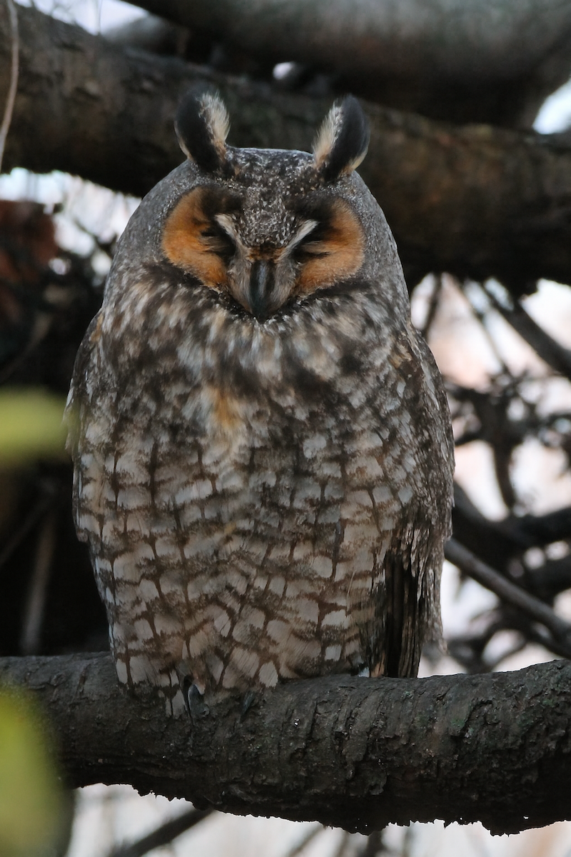 Соотон гуйванга - ML646225001