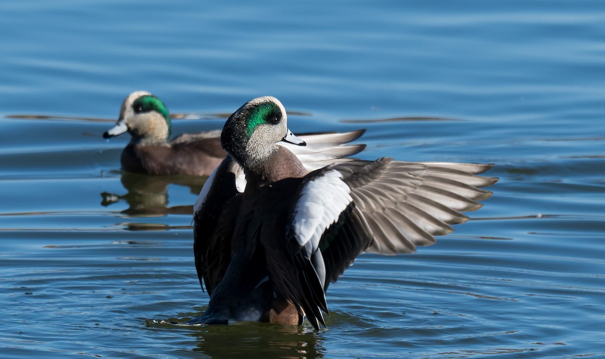 葡萄胸鴨 - ML646225002