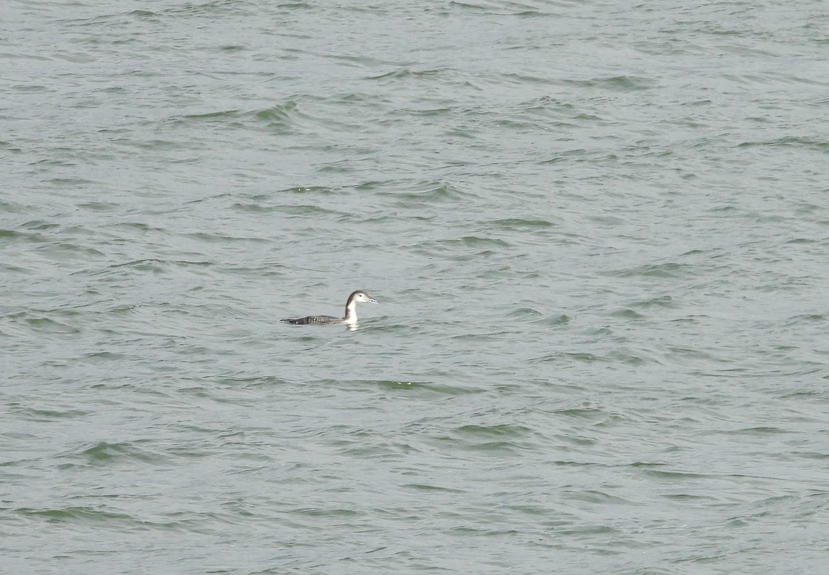 Strolaga maggiore - ML646225003