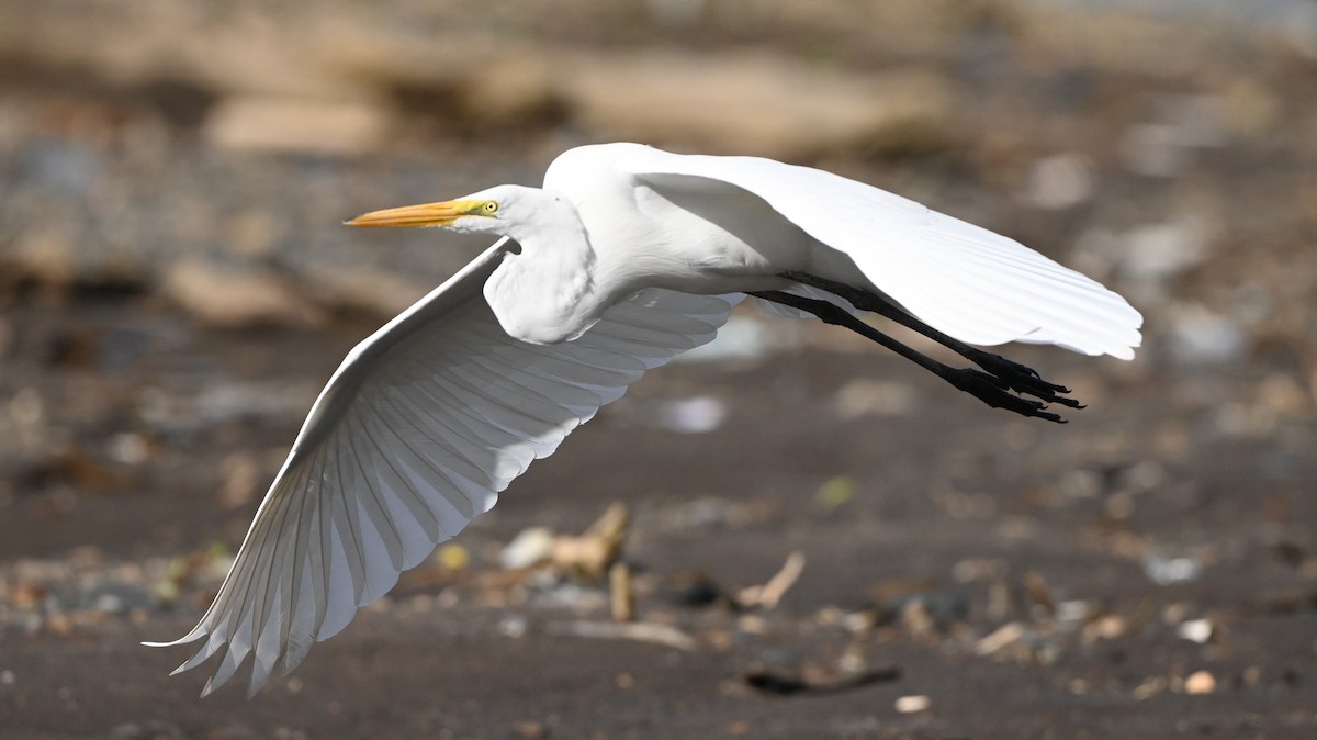 Цасч дэглий - ML646225005