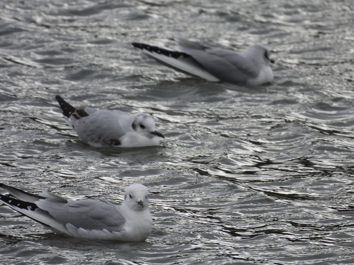 Bonaparte's Gull - ML646225006