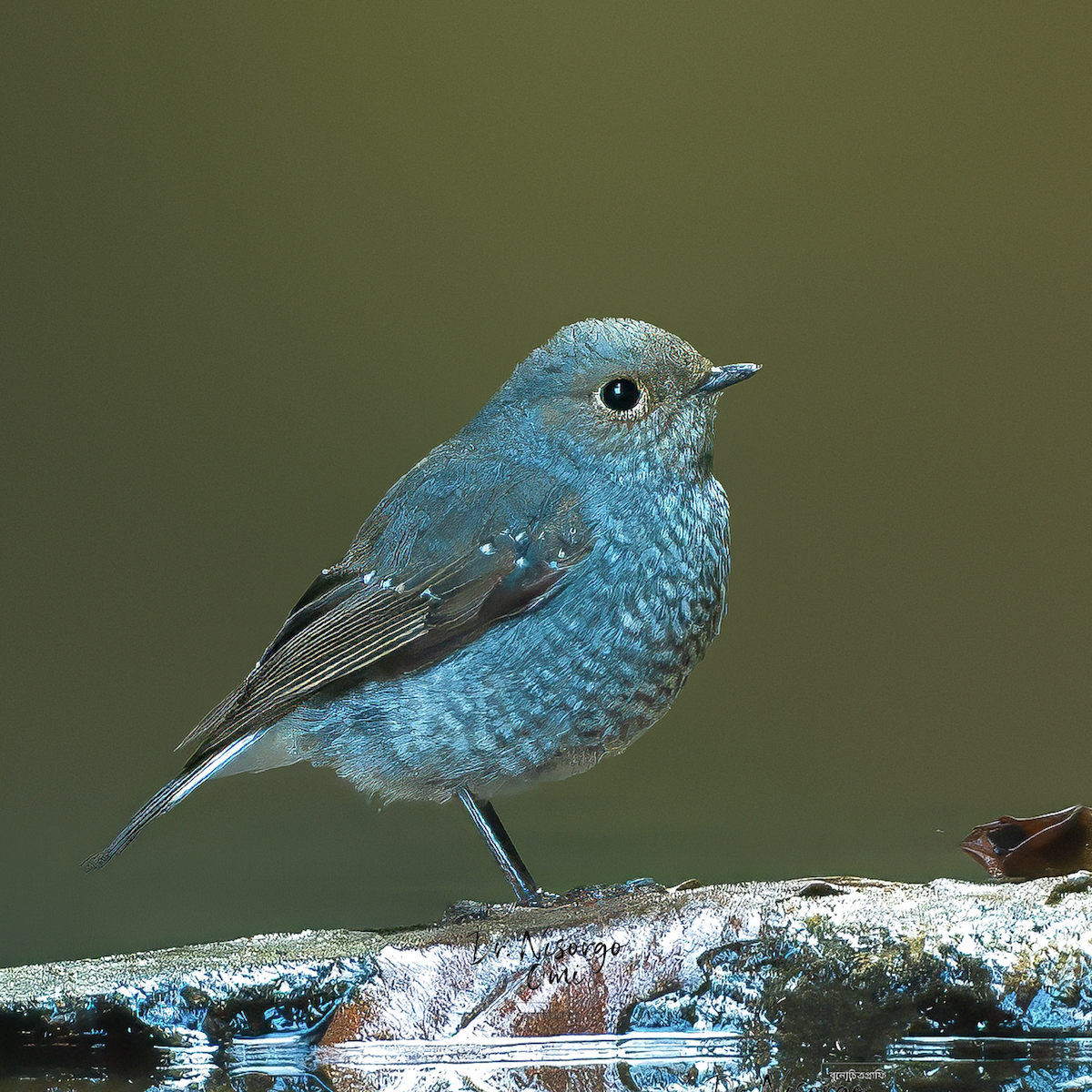Plumbeous Redstart - ML646225007