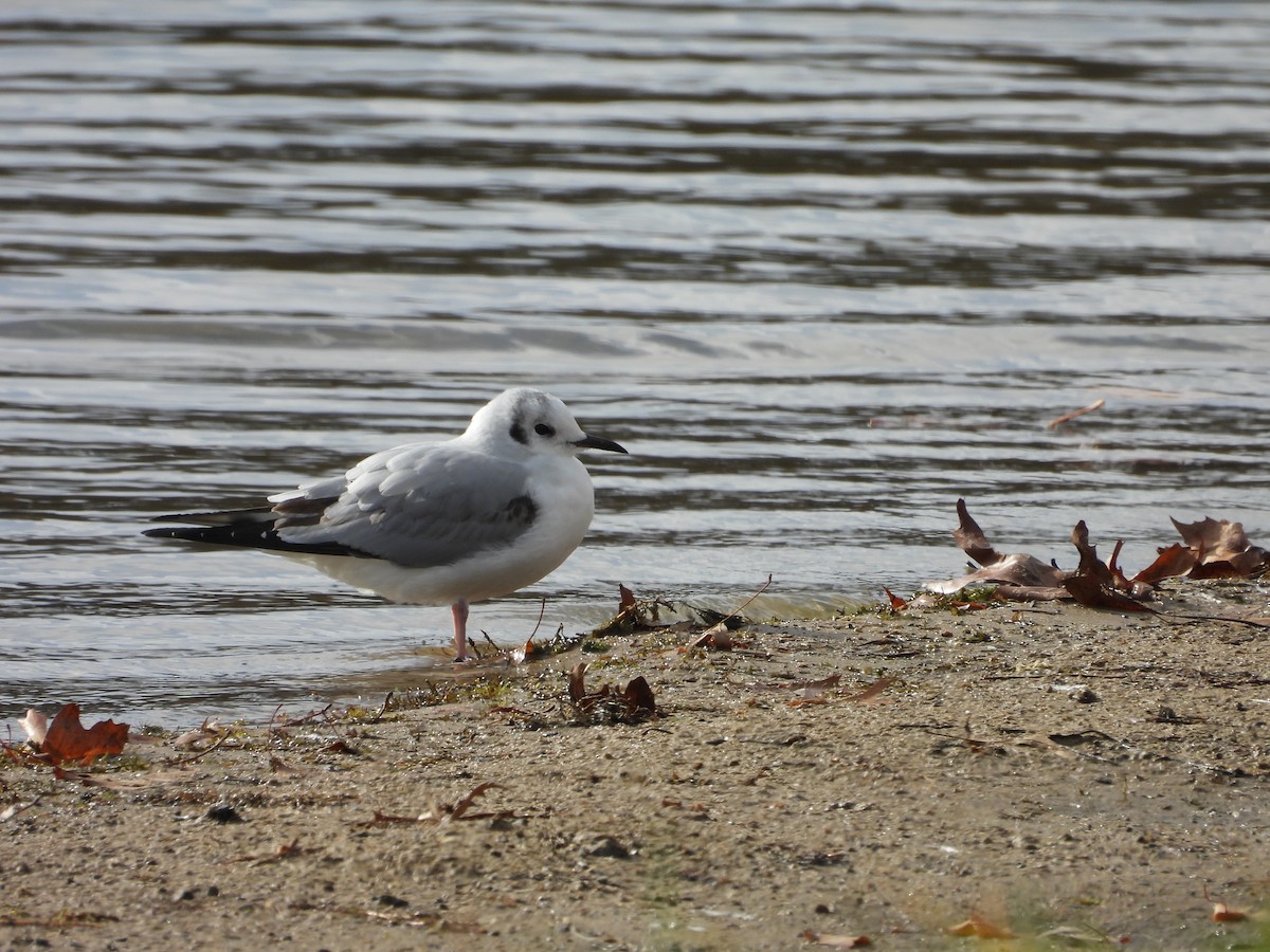 Bonaparte's Gull - ML646225010