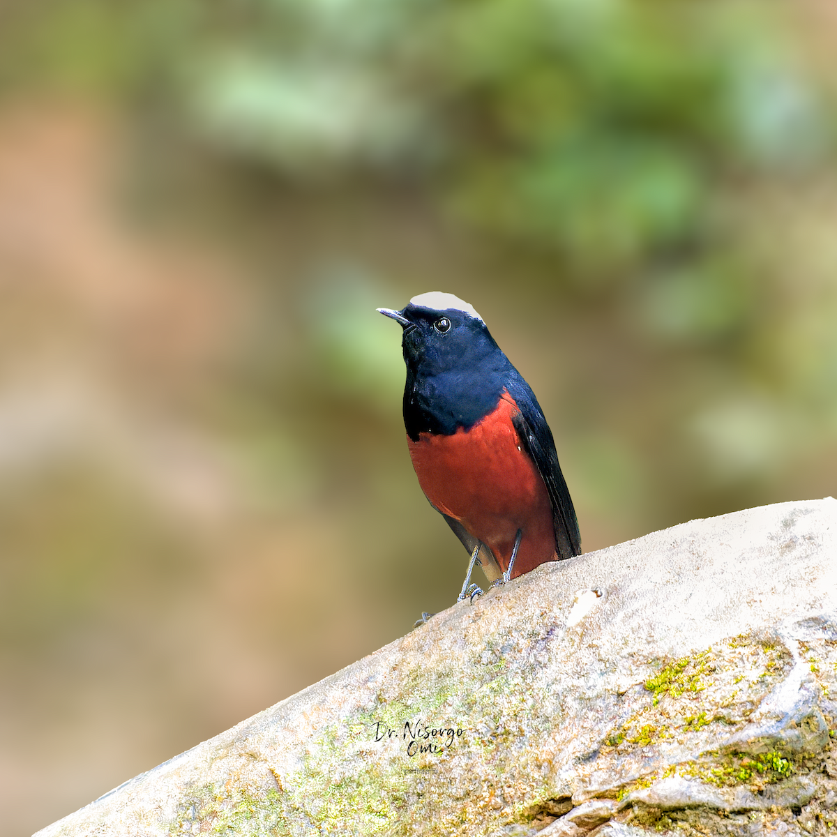 White-capped Redstart - ML646225012
