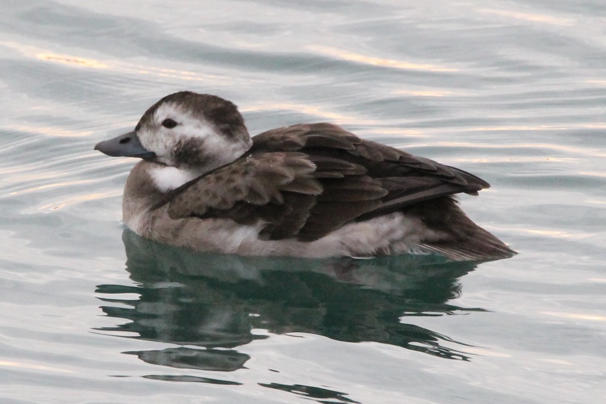 Мөнгөлөг шунгаахай - ML646225014