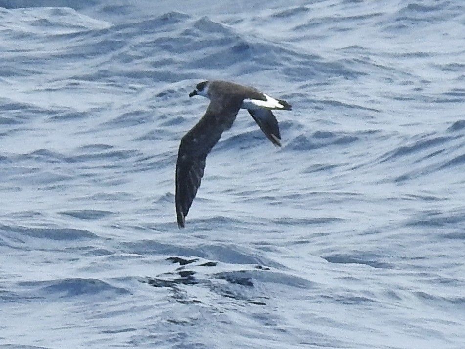 Pétrel diablotin (forme à face sombre) - ML646225019