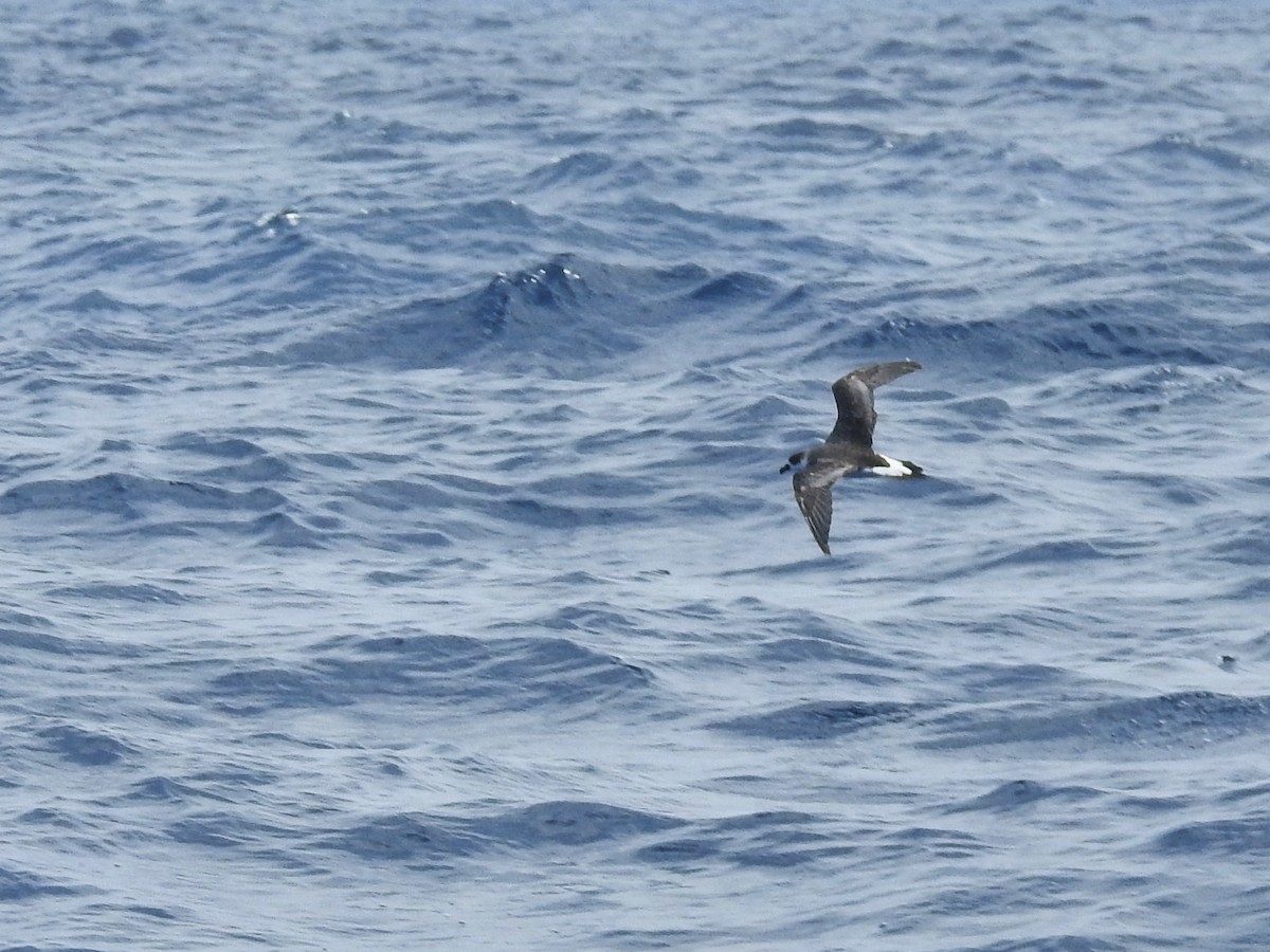 Pétrel diablotin (forme à face sombre) - ML646225020