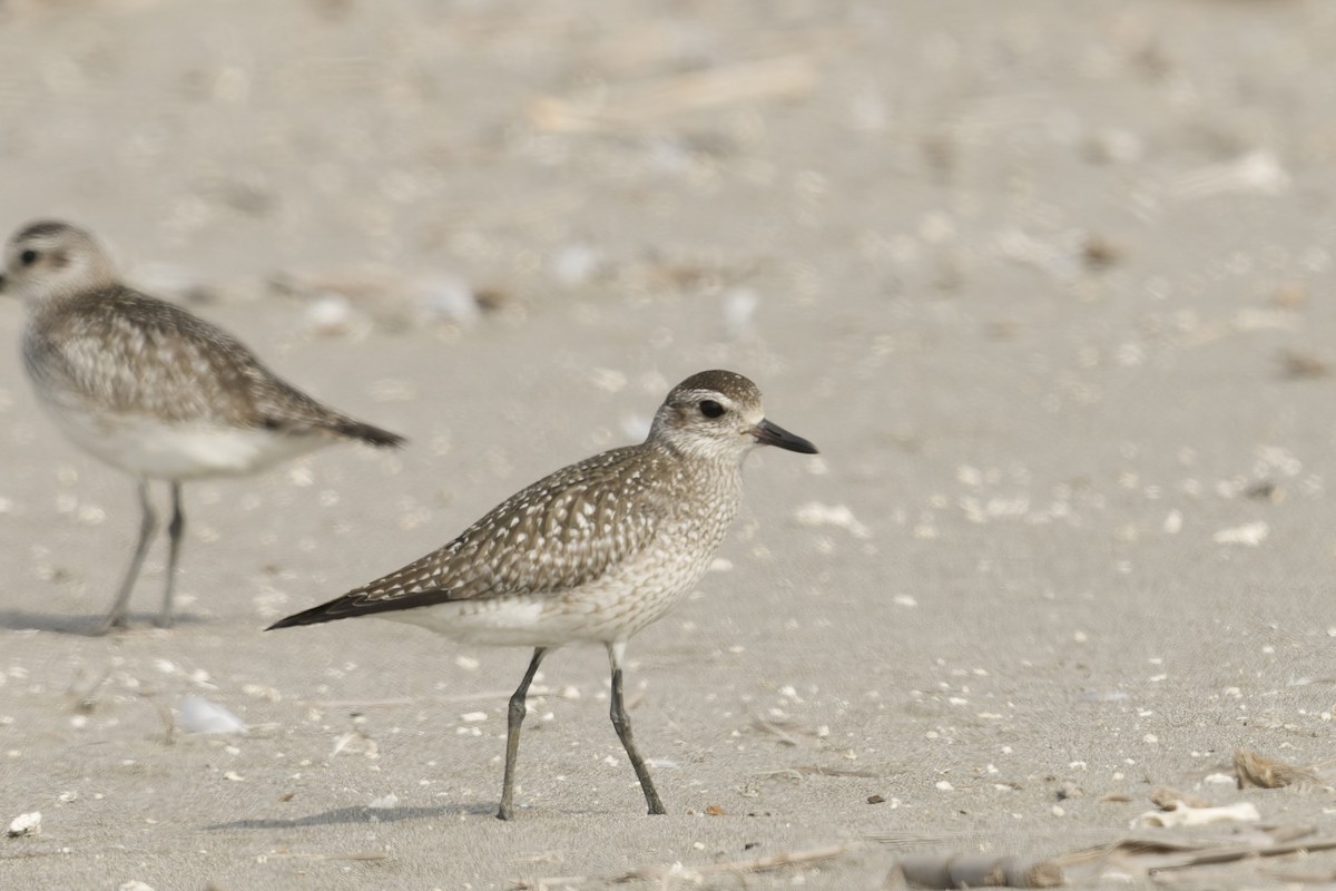 Urre-txirri amerikarra - ML646225022