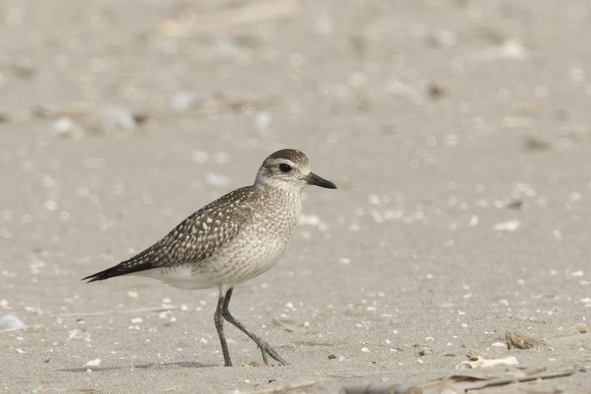 Urre-txirri amerikarra - ML646225023