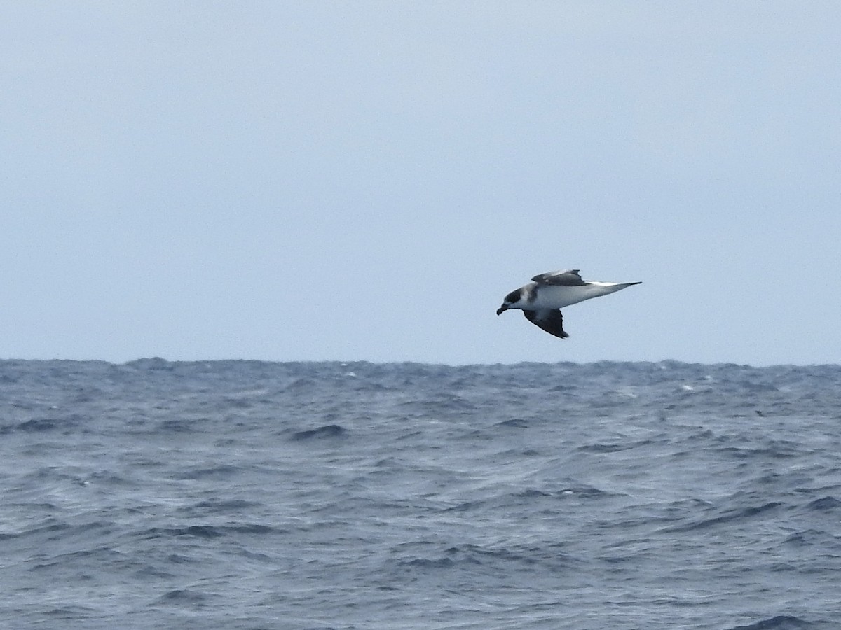 Pétrel diablotin (forme à face sombre) - ML646225025