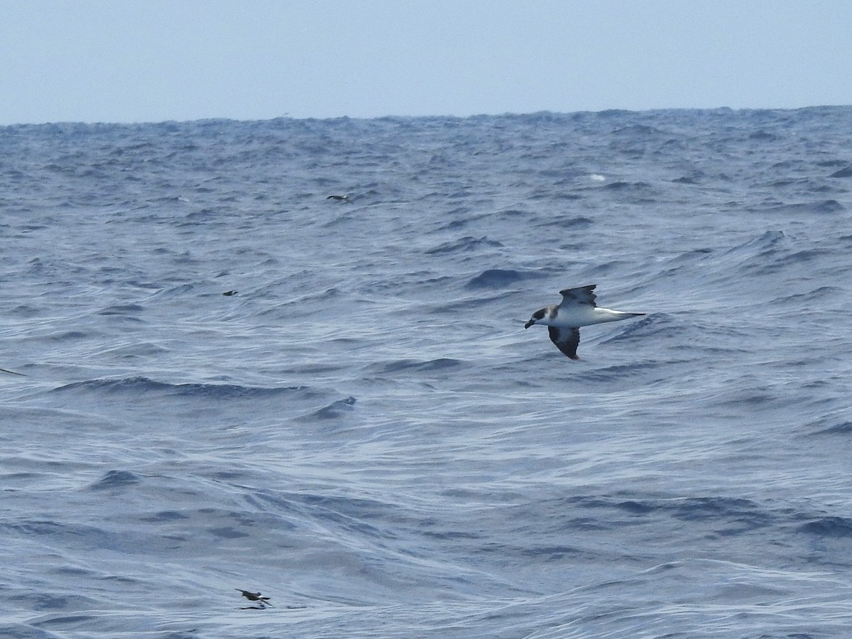 Pétrel diablotin (forme à face sombre) - ML646225027