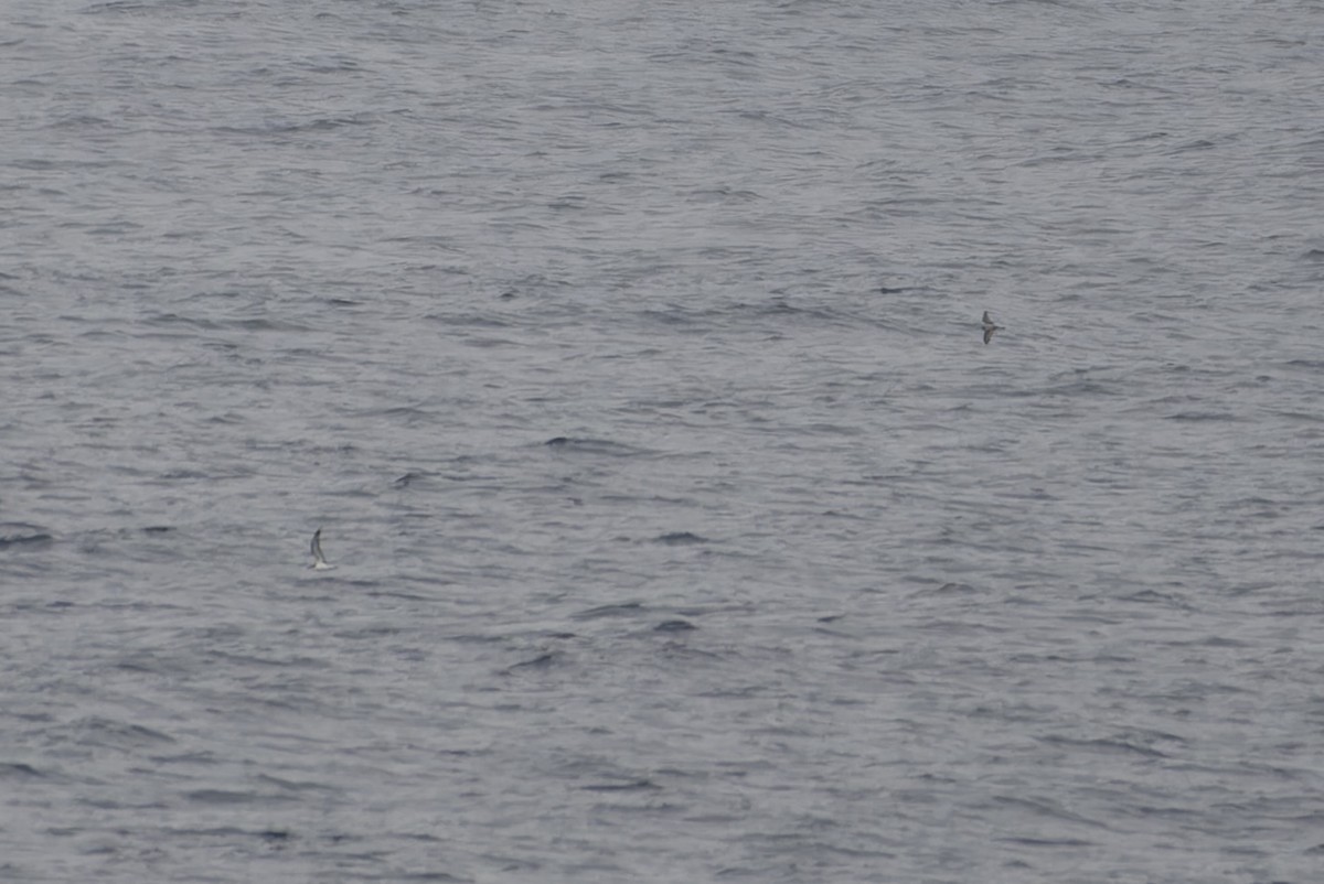 Cook's Petrel - ML646225028