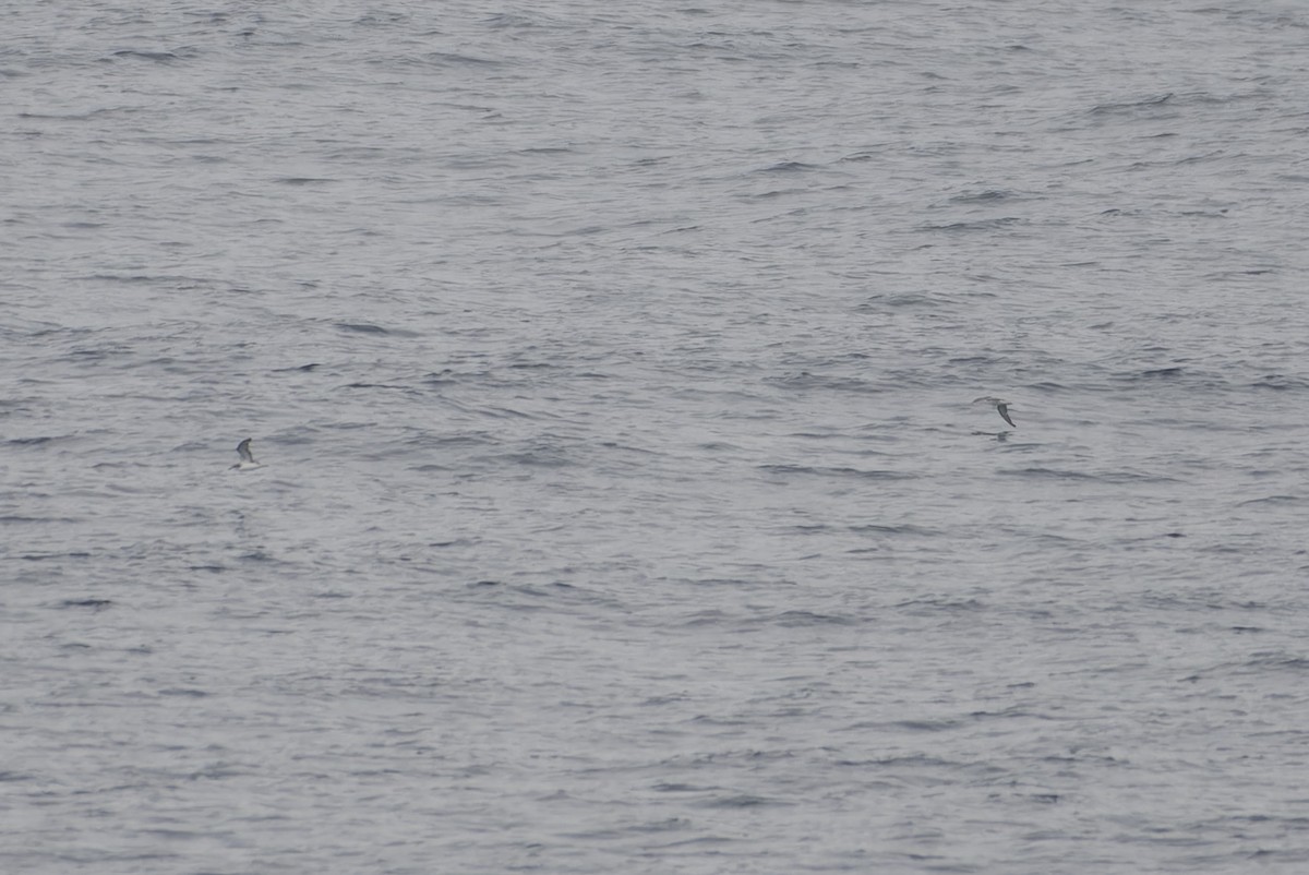 Cook's Petrel - ML646225029