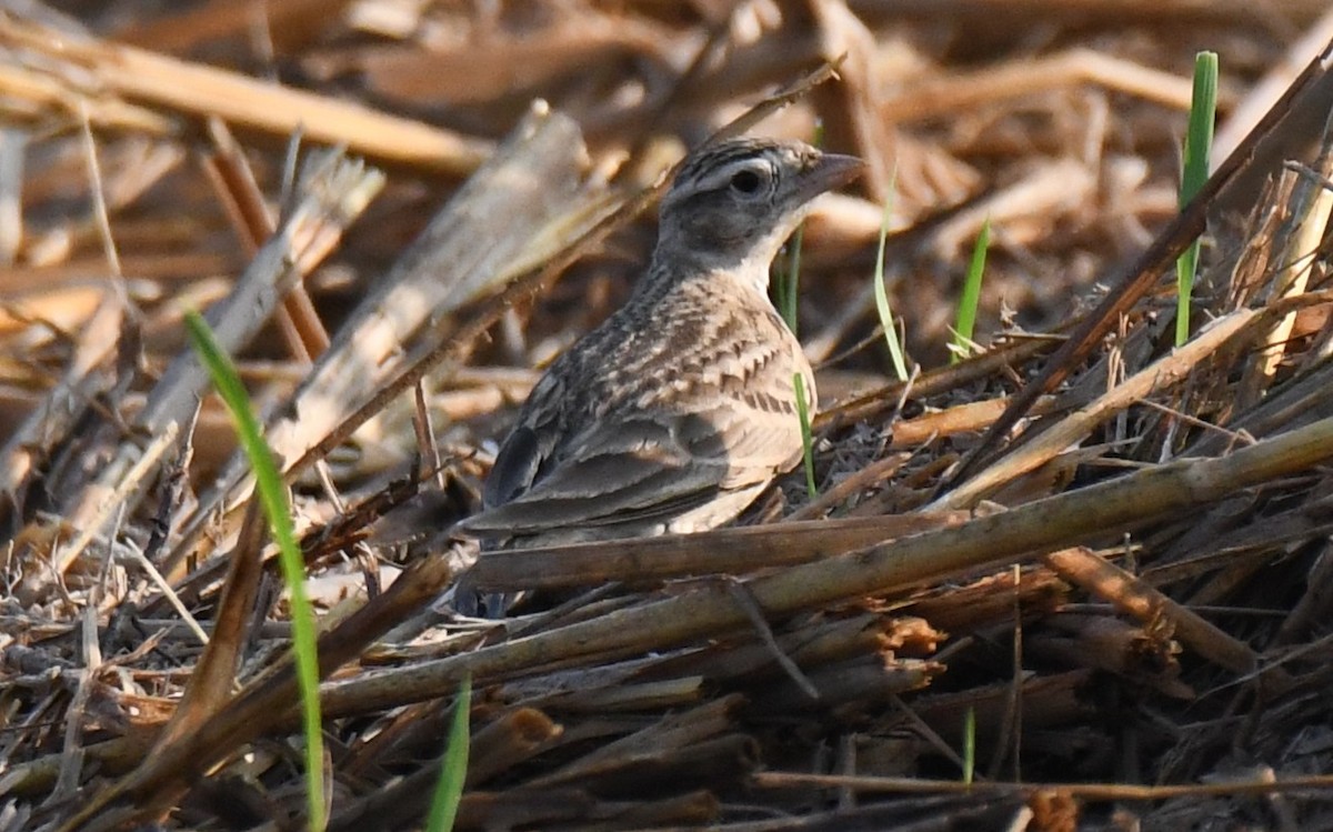 Mongolian Short-toed Lark - ML646225030