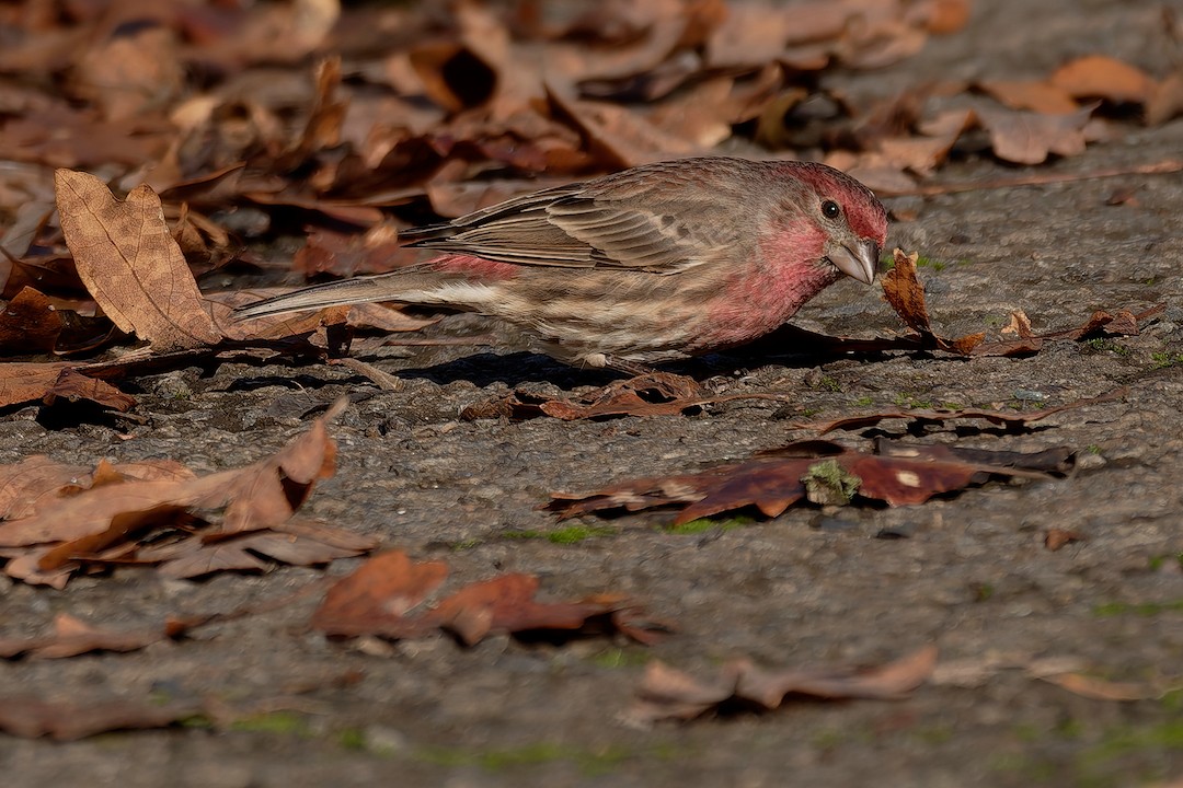 House Finch - ML646225031
