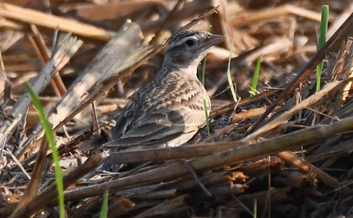 Mongolian Short-toed Lark - ML646225033