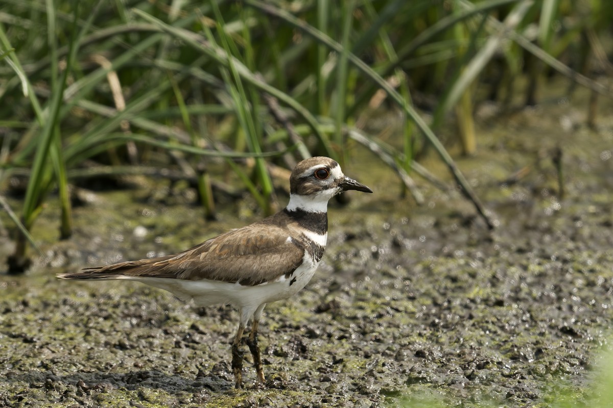 Kildir txirritxoa - ML646225035