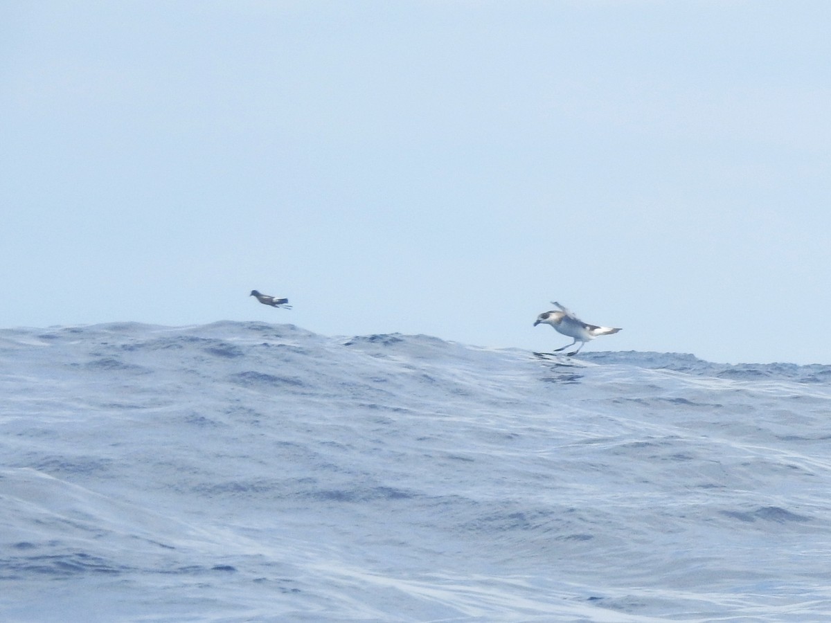 Pétrel diablotin (forme à face blanche) - ML646225036