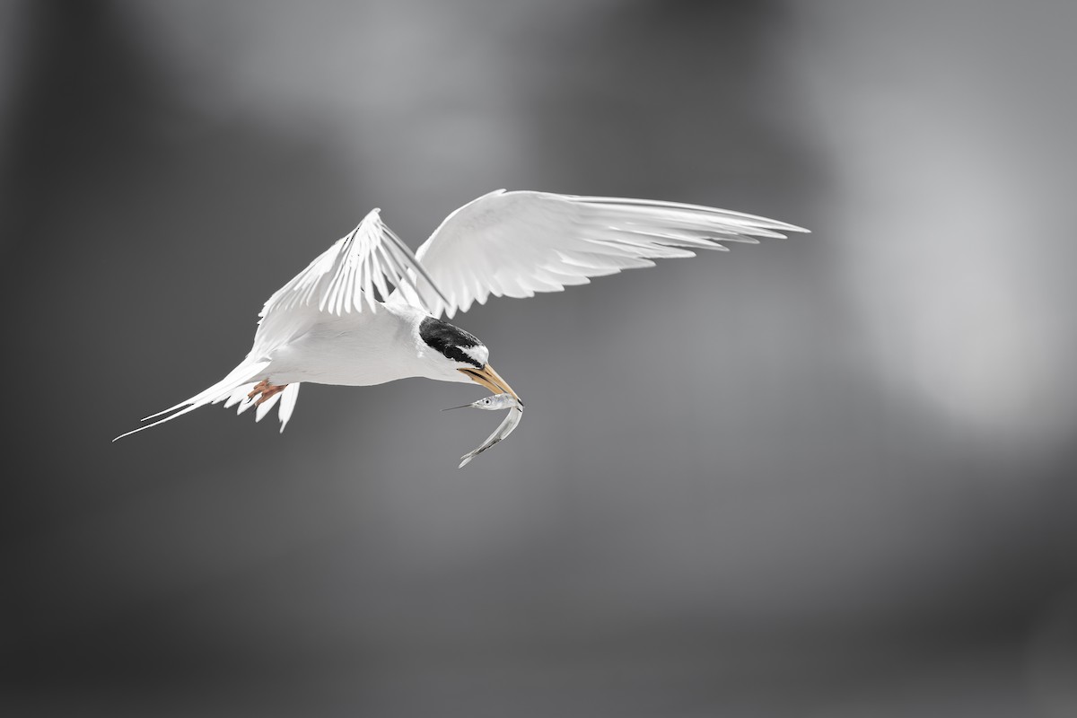 Little Tern - ML646225037