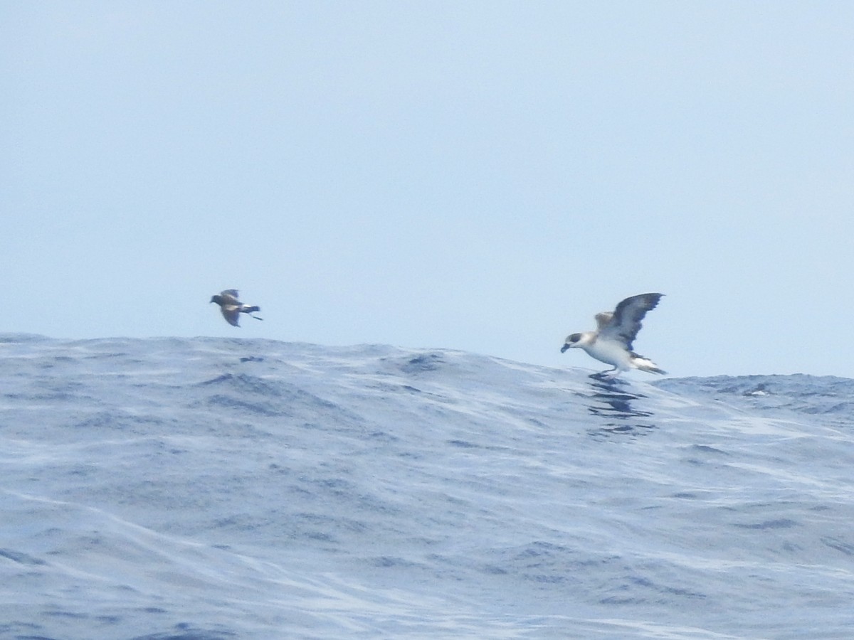 Pétrel diablotin (forme à face blanche) - ML646225038