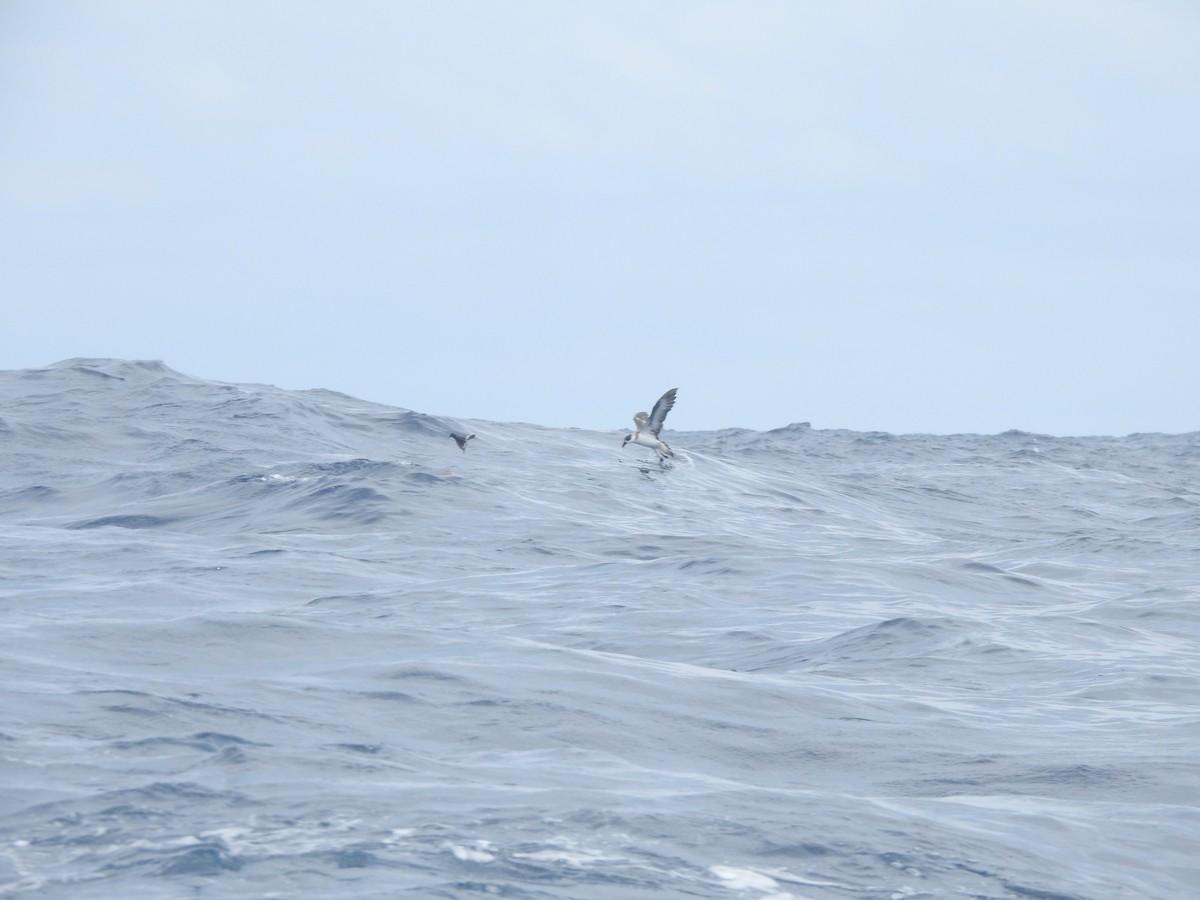 Pétrel diablotin (forme à face blanche) - ML646225041