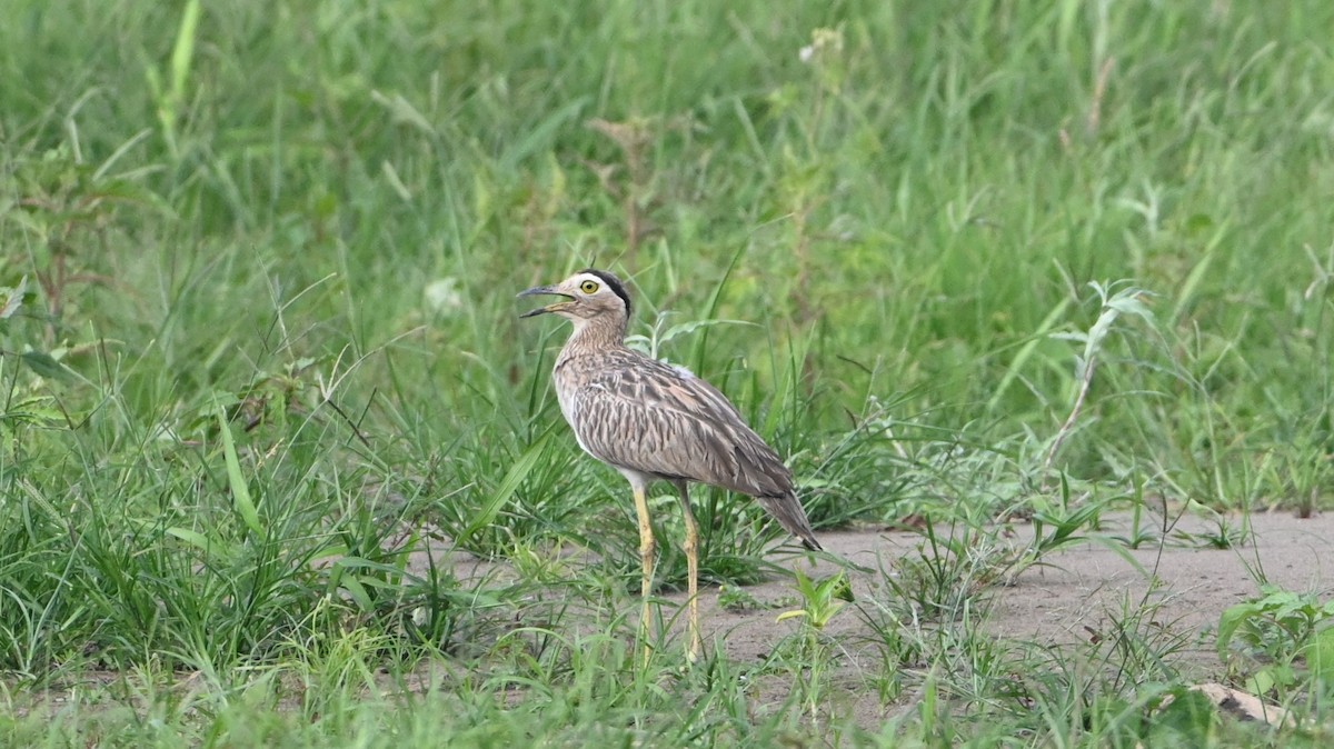 Double-striped Thick-knee - ML646225042