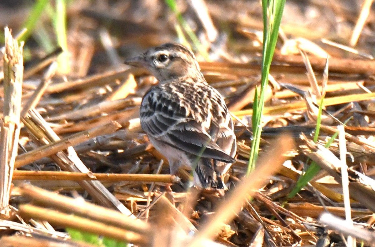 Mongolian Short-toed Lark - ML646225043