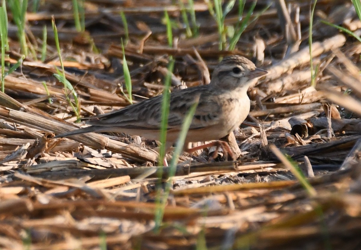 Mongolian Short-toed Lark - ML646225044