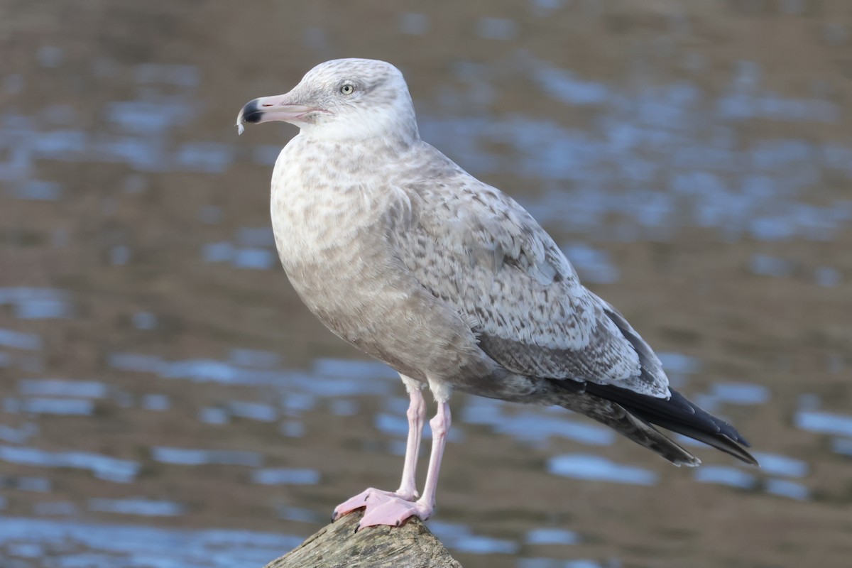 American Herring Gull - ML646225047