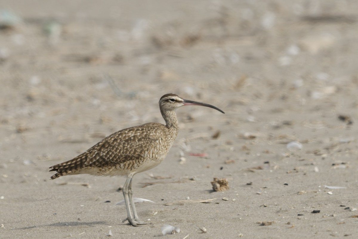 Hudsonian Whimbrel - ML646225048