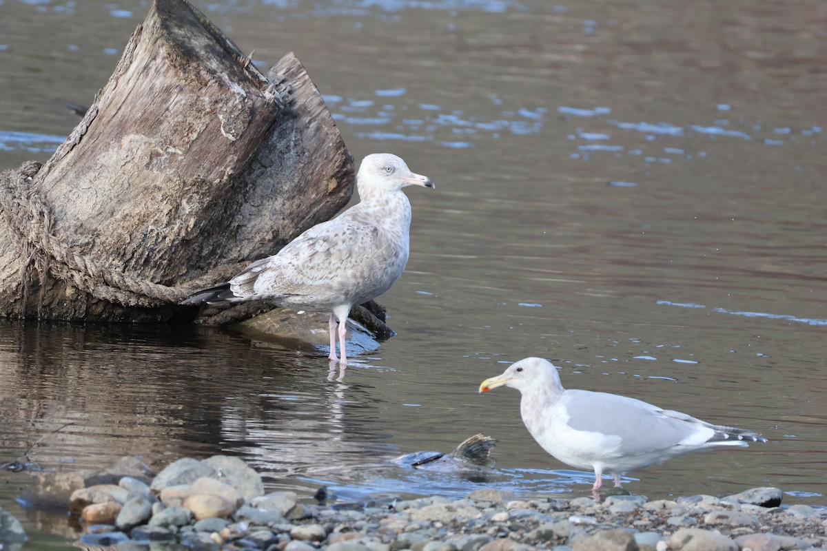 American Herring Gull - ML646225049