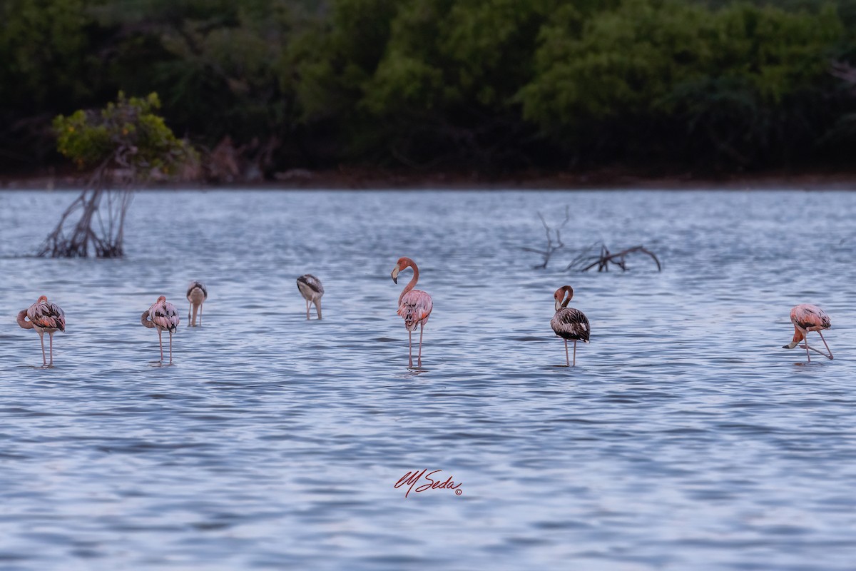 American Flamingo - ML646225050