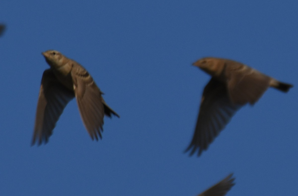 Mongolian Short-toed Lark - ML646225051