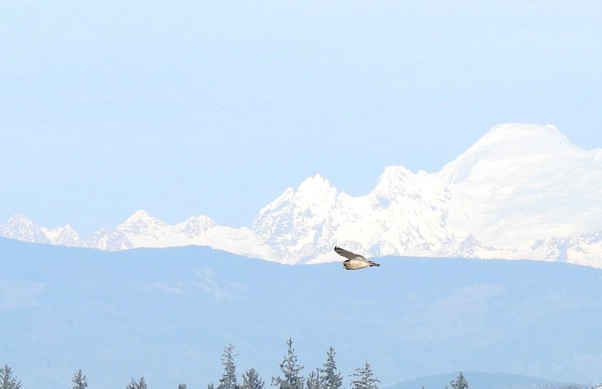 Short-eared Owl - ML646225052