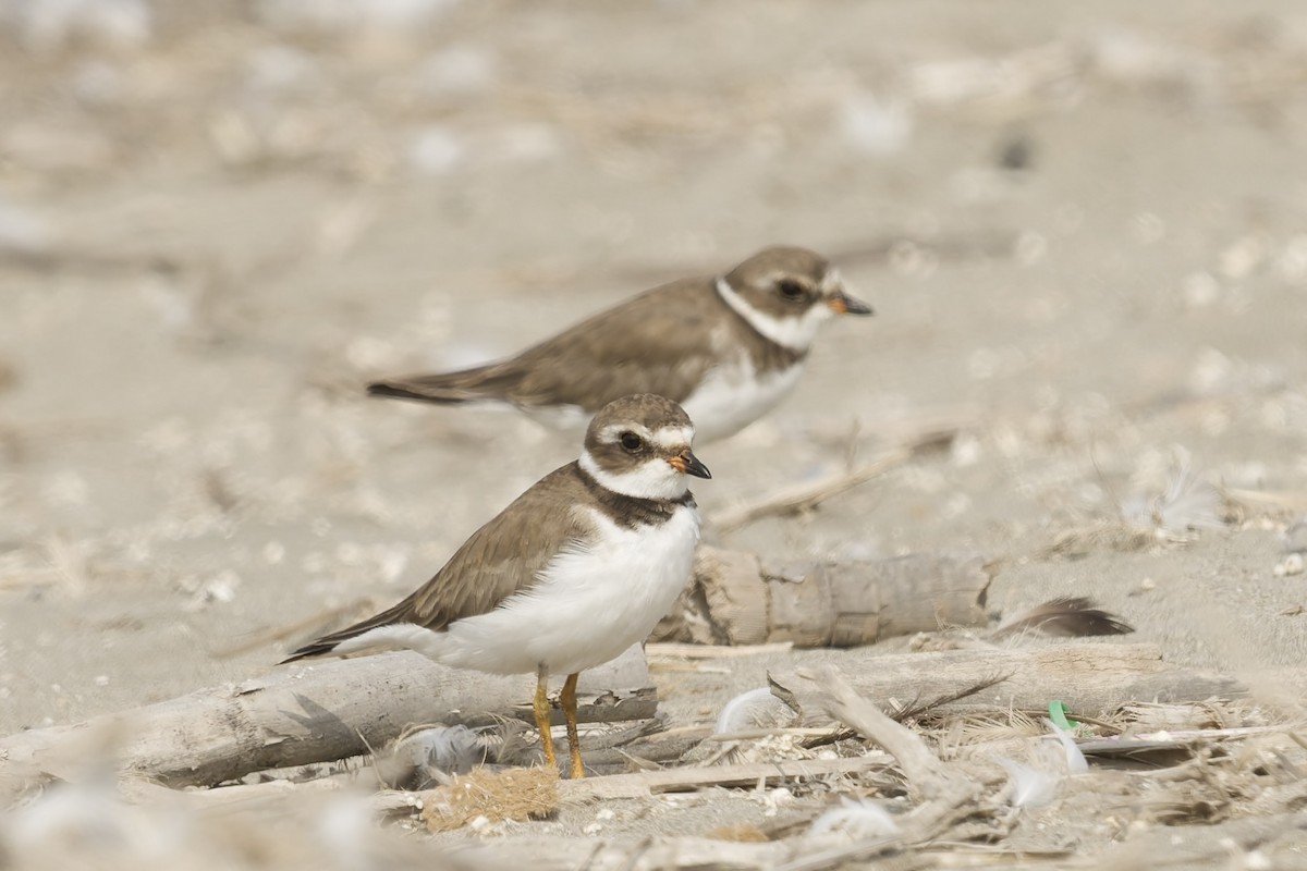 Txirritxo erdipalmatua - ML646225065