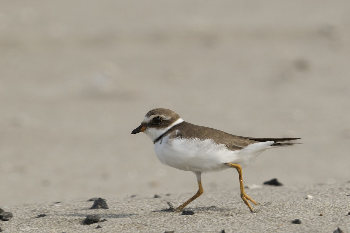 Txirritxo erdipalmatua - ML646225066